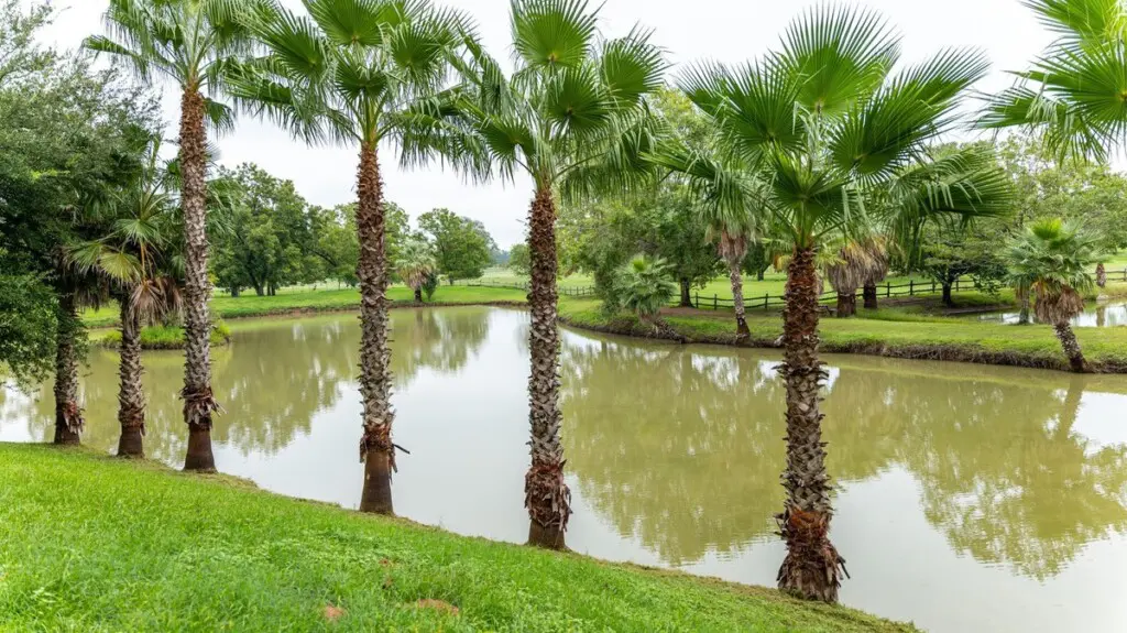 original 47468349 1734142797